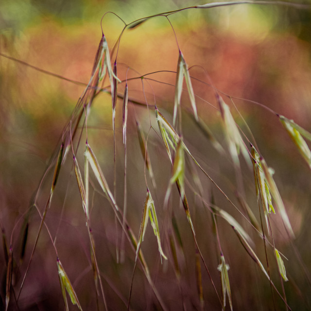 "Grass" stock image