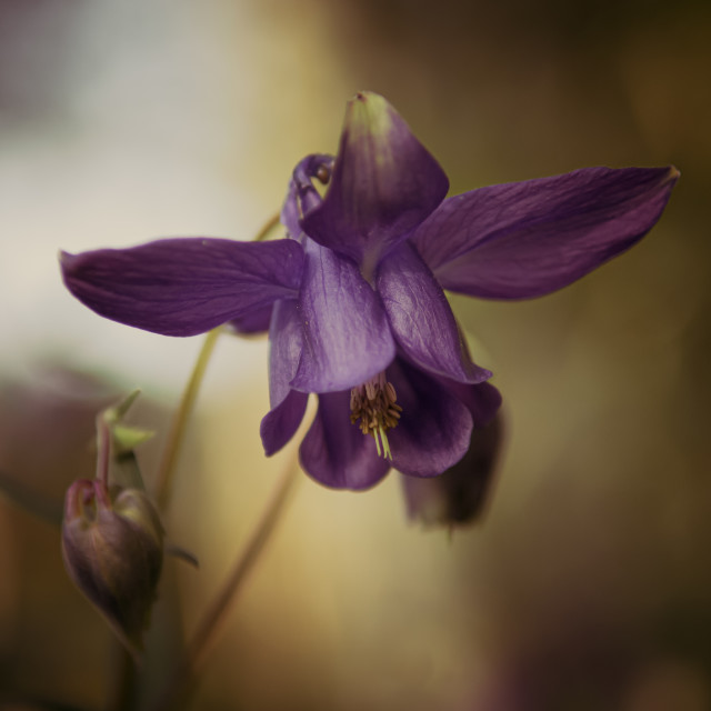 "Aquilegia" stock image