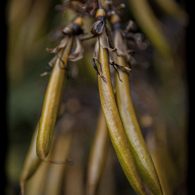 "Phormium Detail" stock image