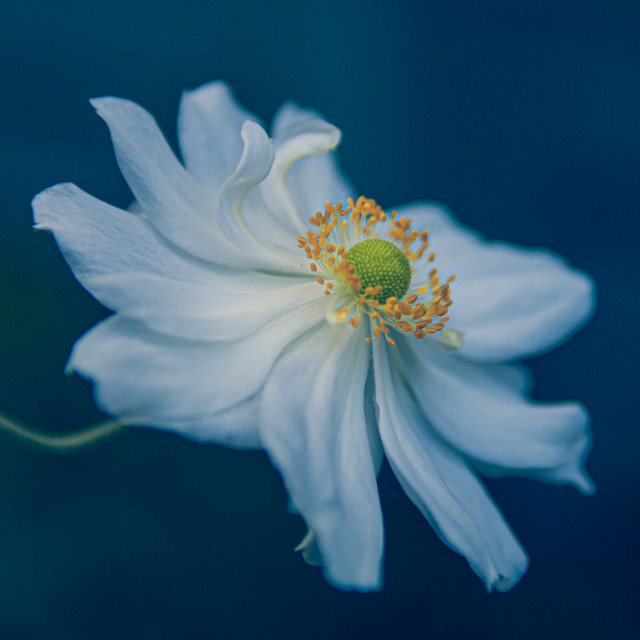 "Japanese Windflower" stock image