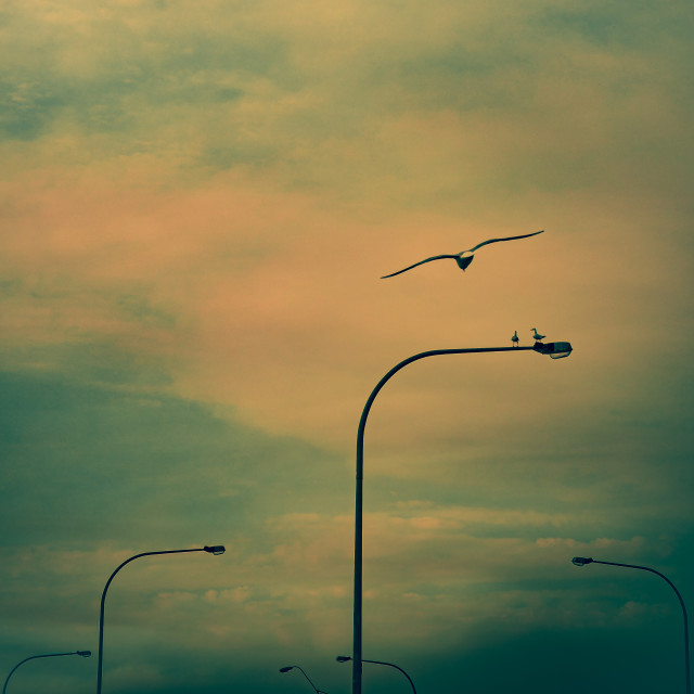 "Seagull Flight" stock image