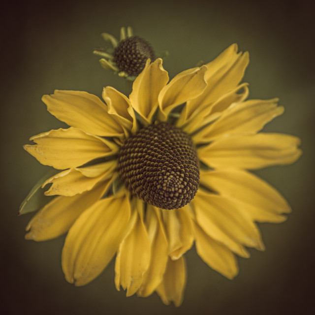 "Sunny" by Stig Cooper - $36.72 "Sunny" stock image