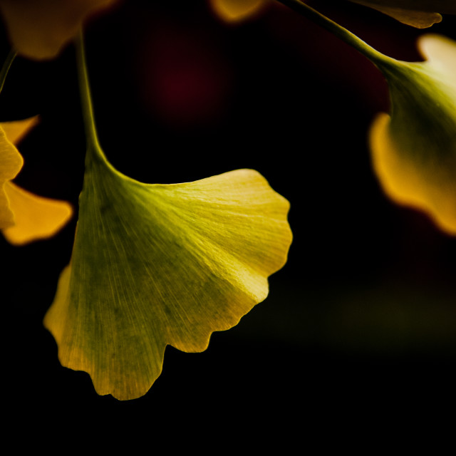 "Gingko" stock image