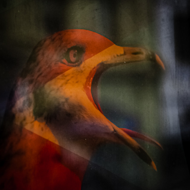 "Squawk" by Stig Cooper - $36.72 "Squawk" stock image
