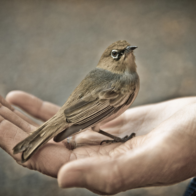 "Gently Does It" by Stig Cooper - $36.72 "Gently Does It" stock image