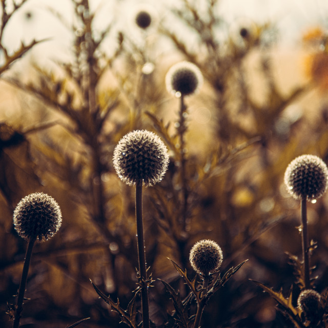 "Globe Thistle Sunrise" stock image