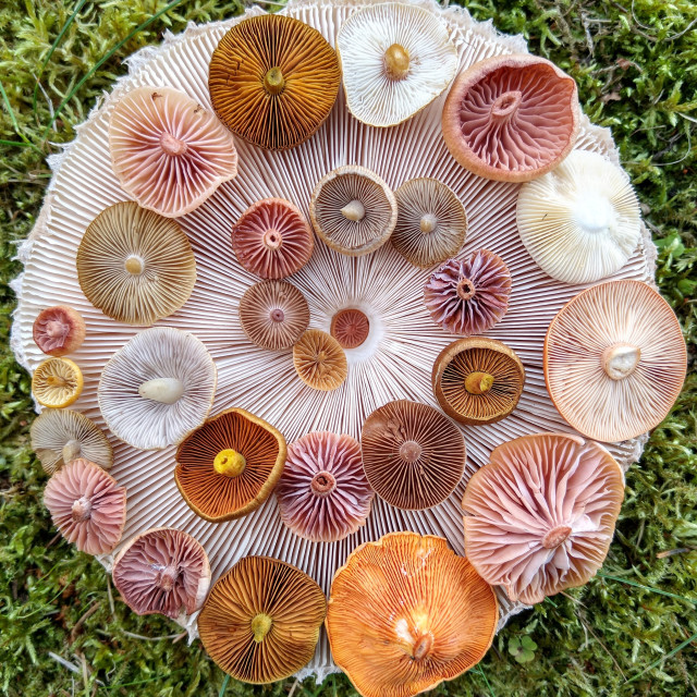 "Mushrooms spiral on a mushroom" stock image