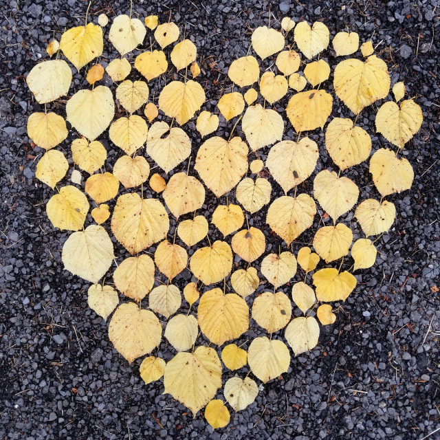 "Heart of autumn leaves" by Lucia Pec - £10.00 "Heart of autumn leaves" stock image