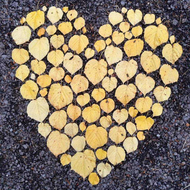 "Heart of autumn leaves" stock image