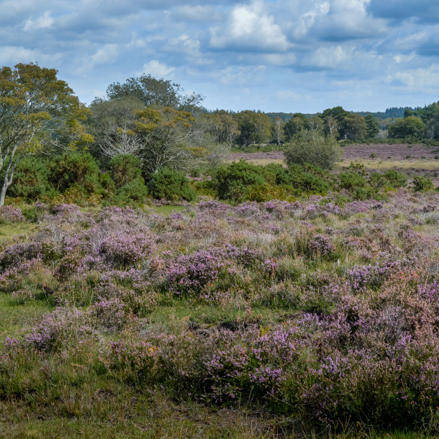 "New Forest Heather" stock image