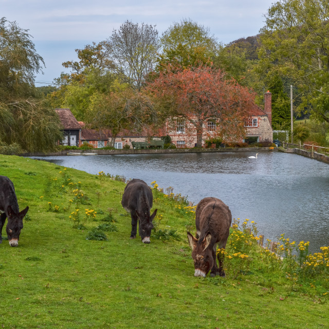 "Donkeys By The River" stock image