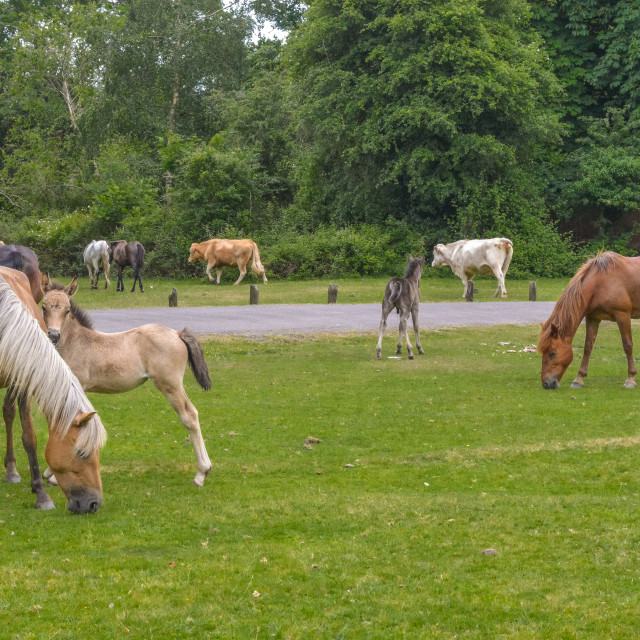 "New Forest Ponies And Foals" stock image