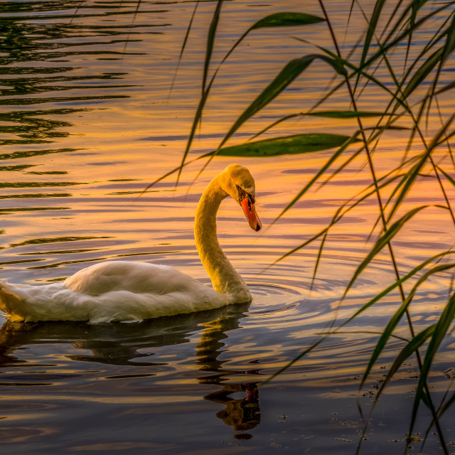 "A Swan On A Lake At Sunset" stock image