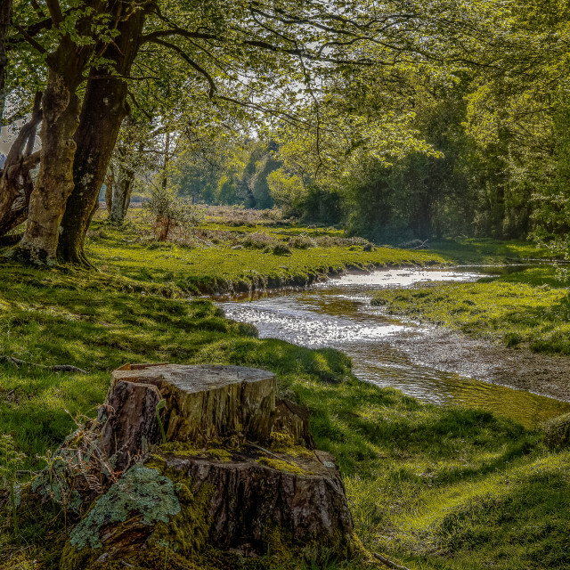 "A New Forest River Scene In Summer" stock image