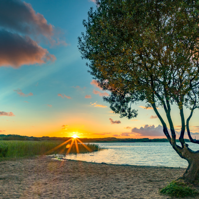 "Lone tree Kenfig Pool" stock image