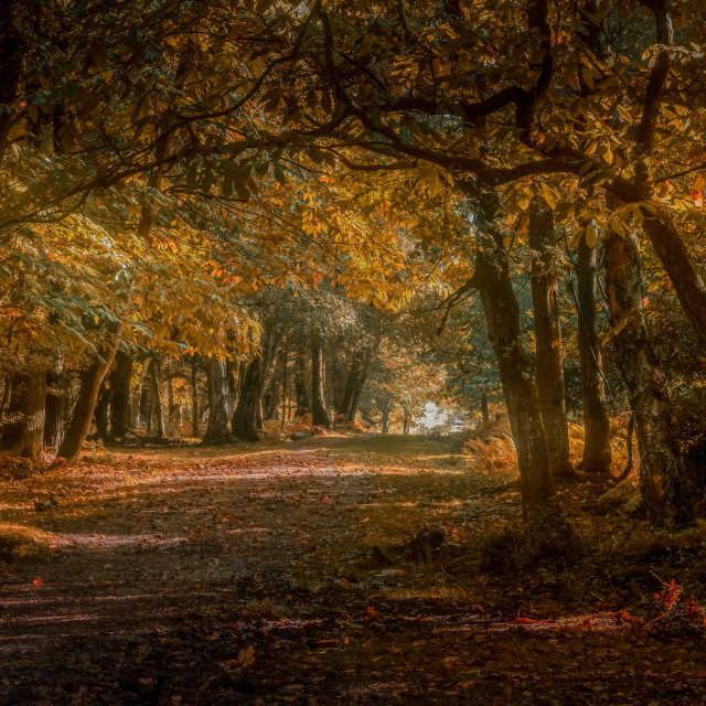 "Autumn In The Woods" by Steve Joynson - $12.25 "Autumn In The Woods" stock image