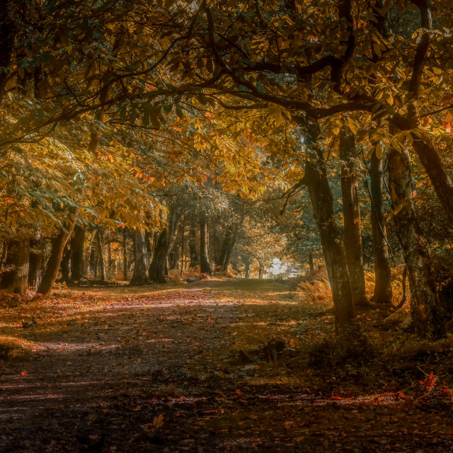 "Autumn In The Woods" stock image