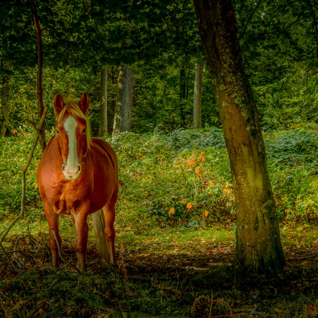 "New Forest Pony" stock image