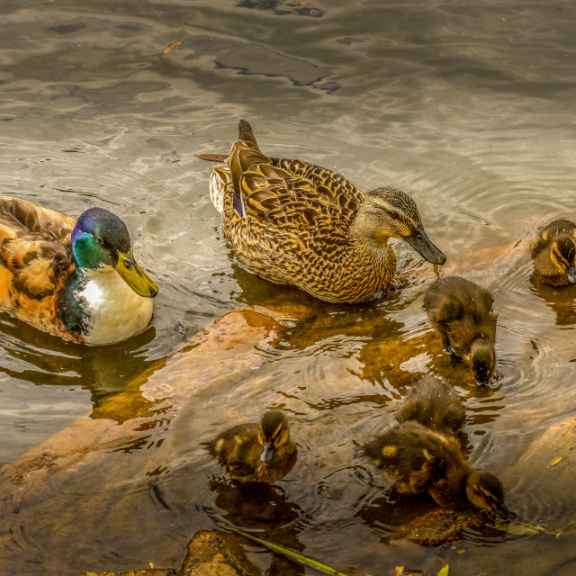 "A Family Of Ducks On The Water" by Steve Joynson - $12.25 "A Family Of Ducks On The Water" stock image