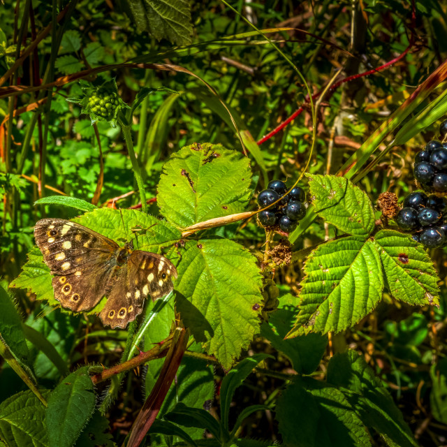 "A Butterfly And Blackberries" stock image