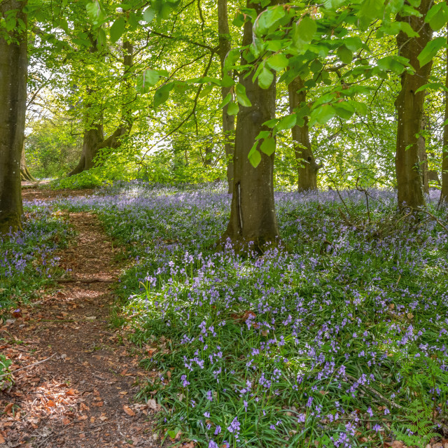 "Bluebells In The Wood" stock image