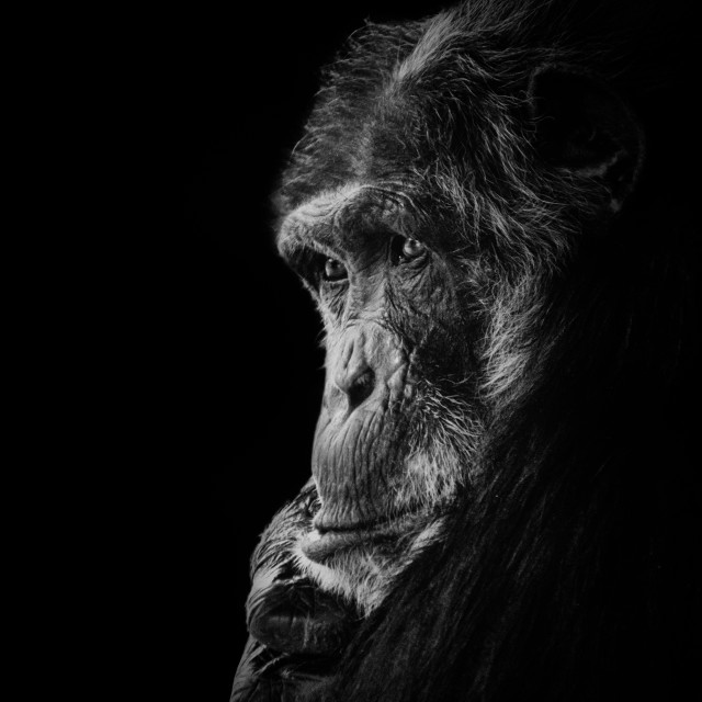 "Mike" by Anja Wessels Photography - £10.00 "Mike" stock image