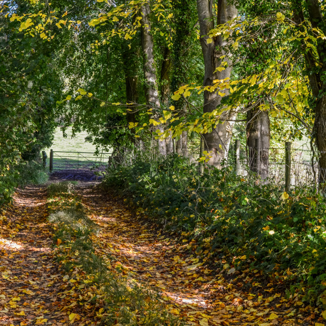 "A Track To A Gate In Autumn" stock image