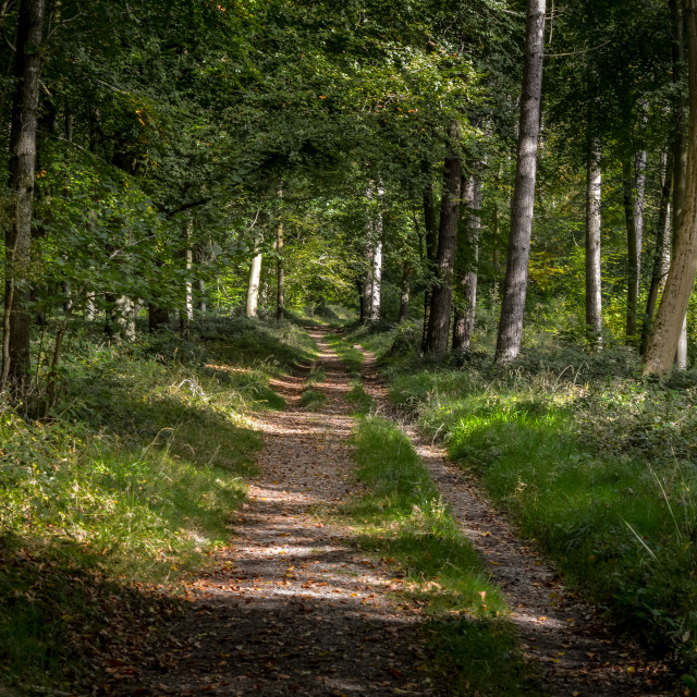 "A Track In The Woods" stock image