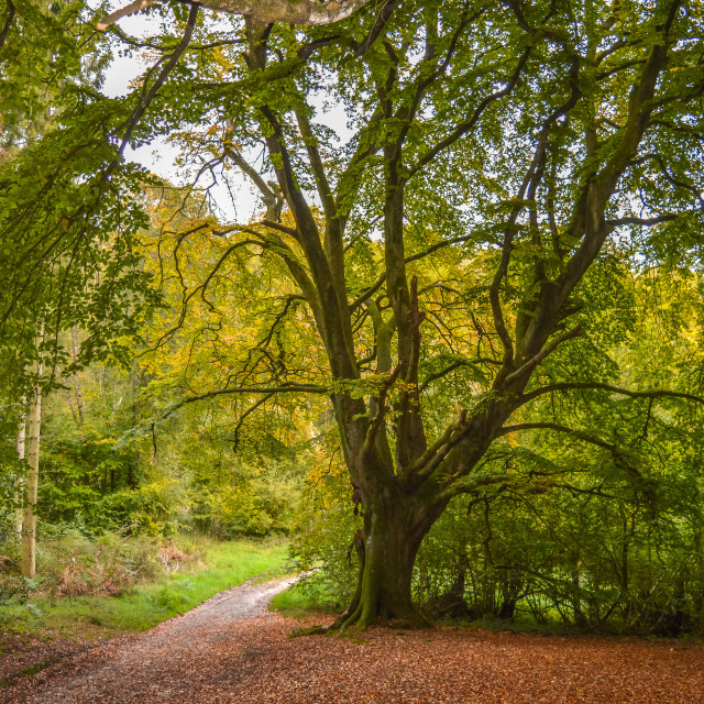 "A Beech Tree In Early Autumn, England" stock image