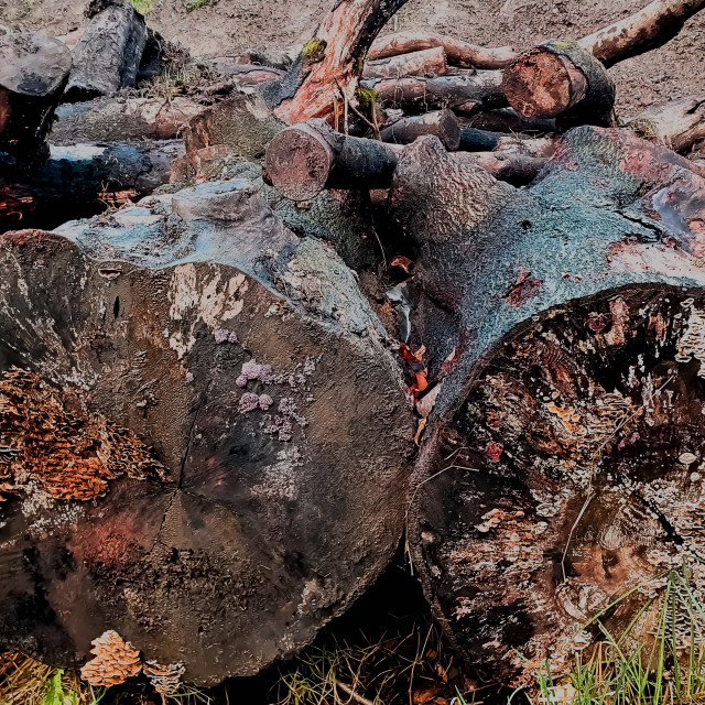 "Dead Trees" stock image