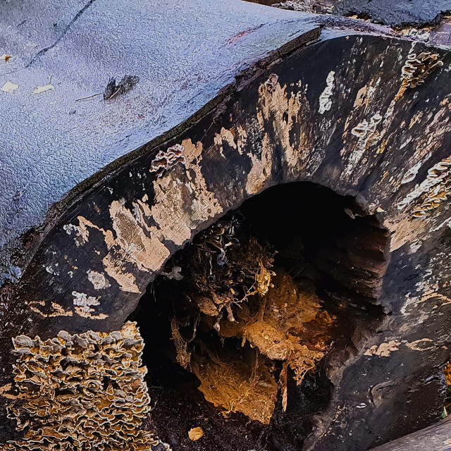 "Dead Tree Barks" stock image