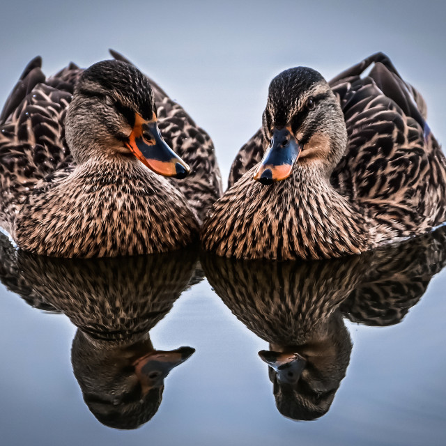 "Duck reflection" stock image