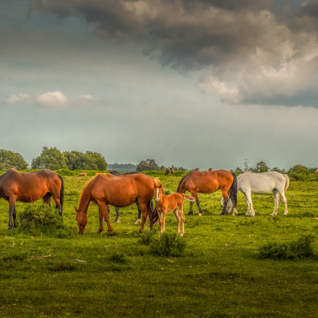 "New Forest Ponies And Foal" stock image