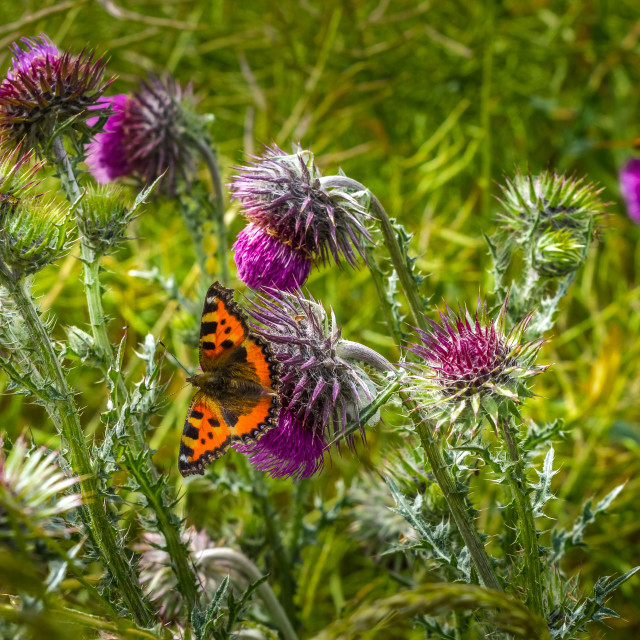 "Butterfly On A Thistle" stock image