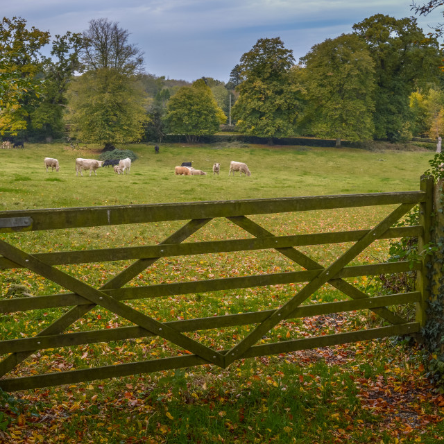 "Cows Grazing In A Rural Pasture" stock image