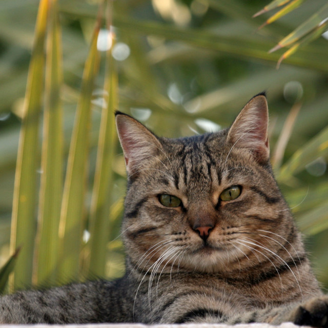 "The Tabby Cat Rest" by Sadiq A Al Qatari - £10.00 "The Tabby Cat Rest" stock image