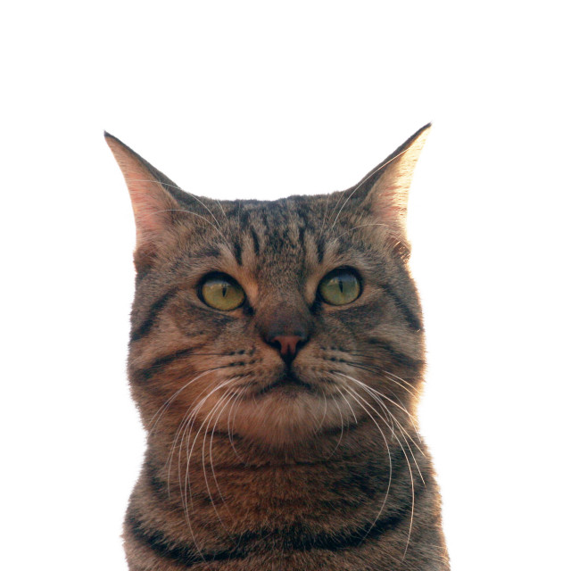 "Cat Portrait" by Sadiq A Al Qatari - £10.00 "Cat Portrait" stock image