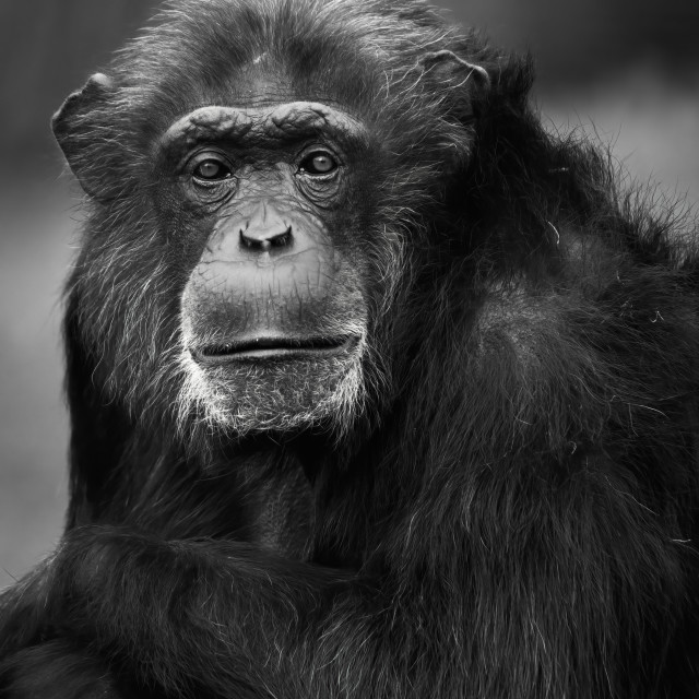 "Old Man of the Tree Tops" stock image