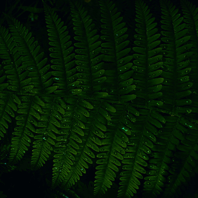 "Ferns in shadows" stock image