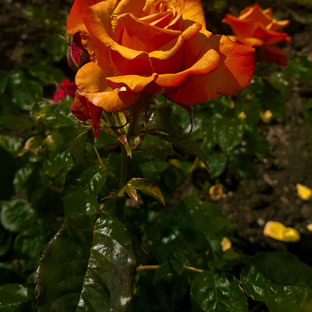 "Stunning Rose" stock image