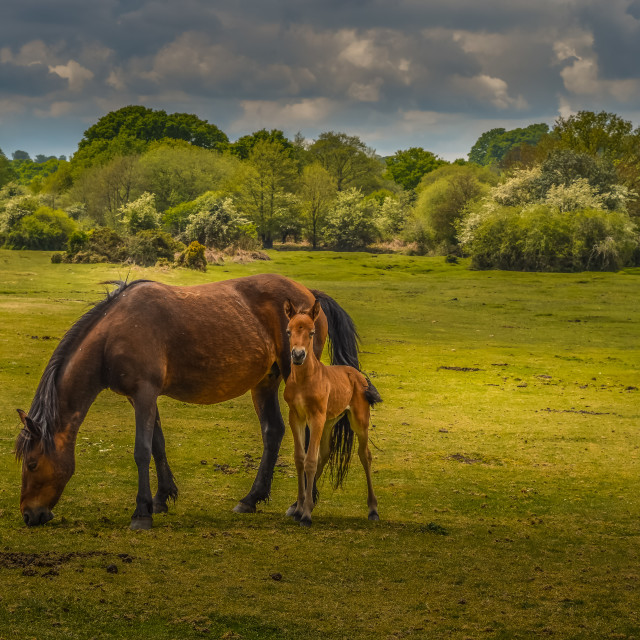 "New Forest Pony And Foal" stock image