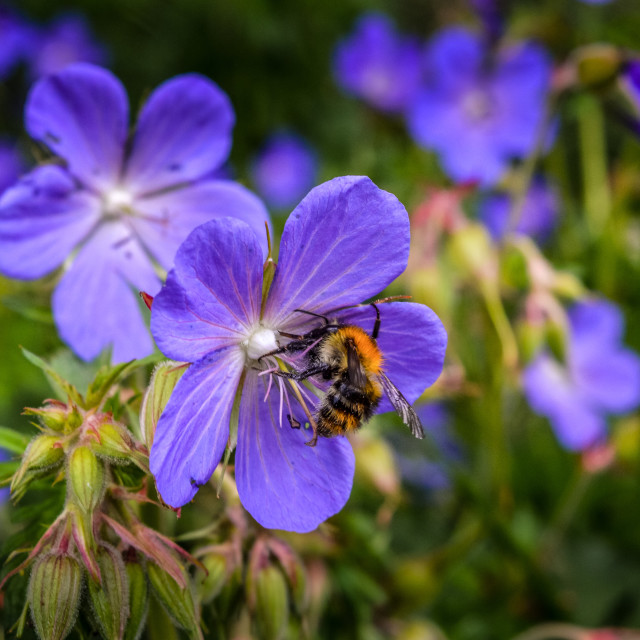 "A Bee Collecting Nectar From A Flower" stock image