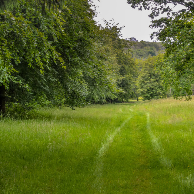 "Tracks Through A Summer Meadow" stock image