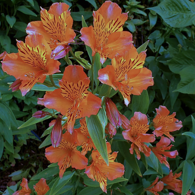 "Orange Flowers Cluster" stock image