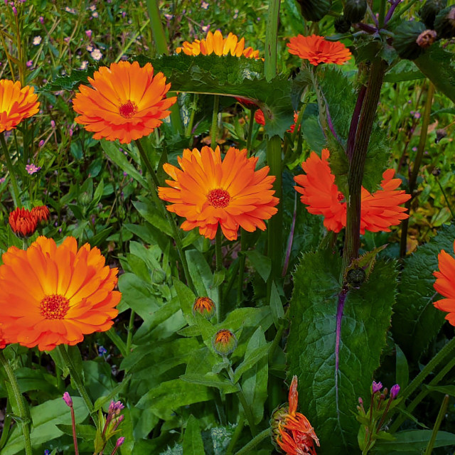 "Orange Flowers" stock image