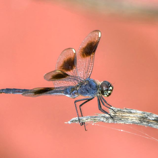 "Four-spotted pennant dragonfly" stock image