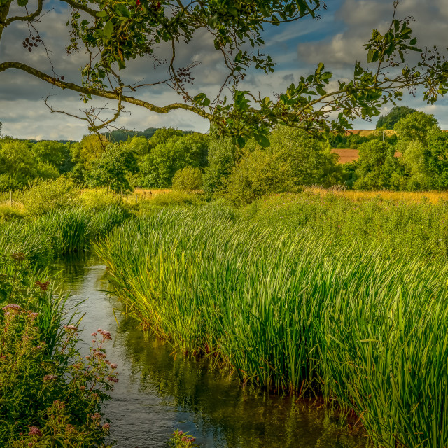 "Water Meadows In Wiltshire, England" stock image