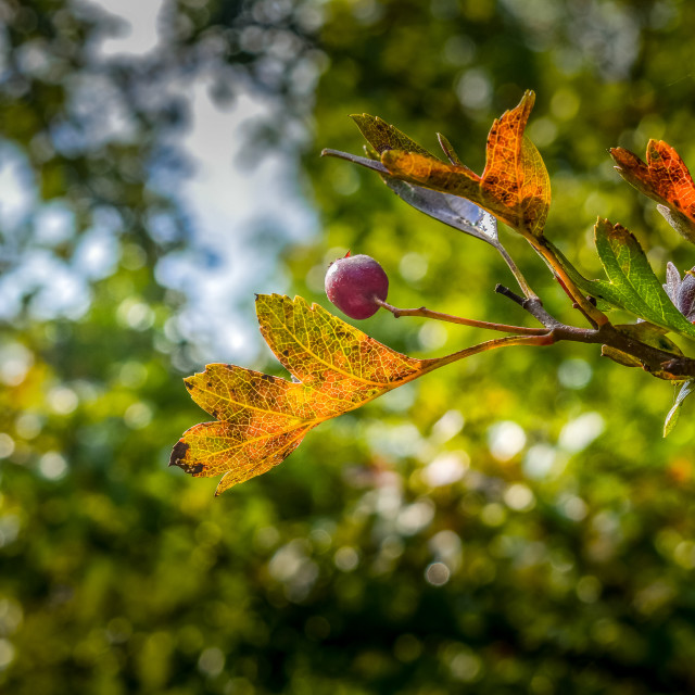 "A Single Berry Hangs From A Tree In Autumn" stock image