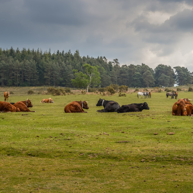 "New Forest Cows Resting On The Grass" stock image