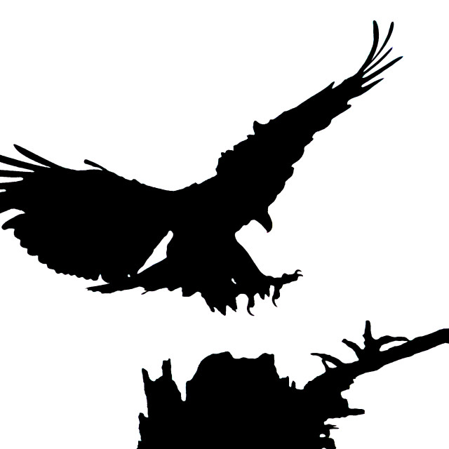 "Eagle Silhouette" stock image